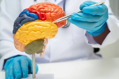 Alzheimer hastalığı, Asyalı doktor hastanede teşhis ve tedavi için beyin anatomisi modeli tutuyor..