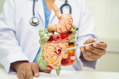 Midesi ve bağırsağı olan sindirim sistemi, Asyalı doktor hastanede teşhis ve tedavi için insan anatomisi modeli tutuyor..
