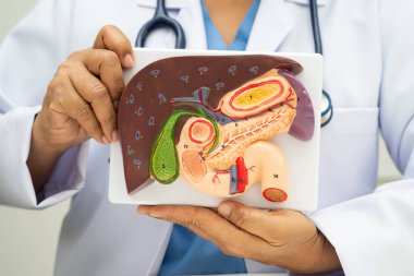 Safra kesesi, pankreas dalağı ve onikiparmak bağırsağı olan karaciğer, Asyalı doktor hastanede teşhis ve tedavi için insan anatomisi modeli tutuyor..
