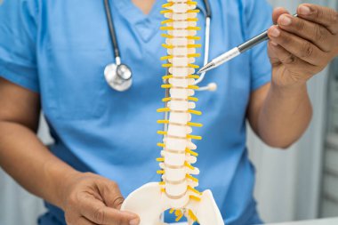 Omurga ve kemik modeli taşıyan Asyalı doktor, ortopedi bölümünde tedavi için bel kemiği yerinden oynamış disk parçası..