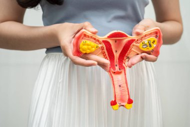 Rahim, Asyalı kadın insan anatomisi modeli tutuyor..