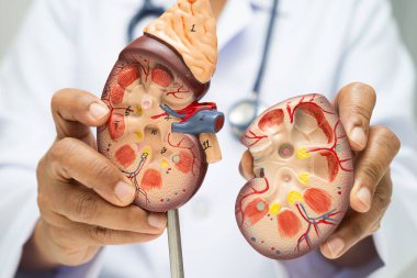 Kronik böbrek hastalığı, idrar sistemi, üroloji, tahmini küresel filtreleme oranı eGFR.