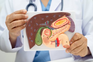 Safra kesesi, pankreas dalağı ve onikiparmak bağırsağı olan karaciğer, Asyalı doktor hastanede teşhis ve tedavi için insan anatomisi modeli tutuyor..