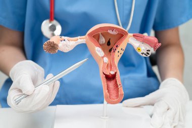 Rahim, hastanede teşhis ve tedavi için insan anatomisi modeli tutan doktor..