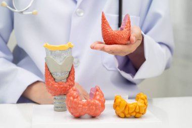 Hipertiroidizm, aşırı aktif tiroid, tiroid lenfoma, tiroid bezi olan Asyalı doktor, hastanede insan anatomisi modeli..