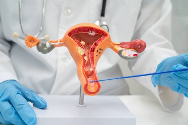 Vajinal ve rahim boynu sıvısı testi için rahmi tutan doktor doğum ve jinekolojiyi kontrol etti..