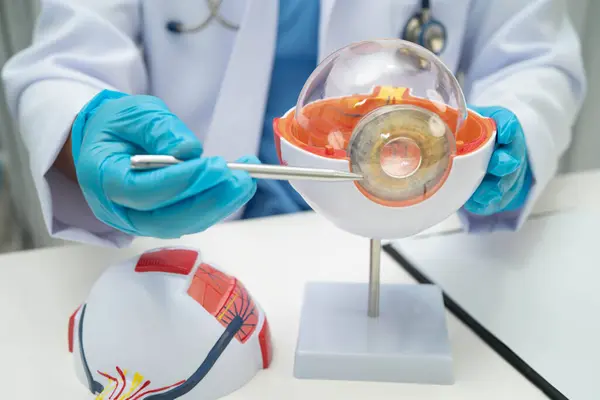 Hastanede teşhis ve tedavi için göz insan anatomisi modeline sahip Asyalı doktor.