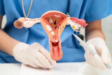 Rahim, hastanede teşhis ve tedavi için insan anatomisi modeli tutan doktor..