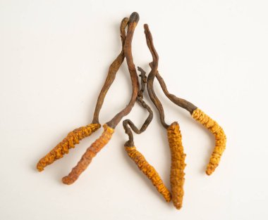 Cordyceps sinensis ya da Ophiocordyceps sinensis beyaz arka planda izole edilmiş, mantar bitkisi tedavisi.