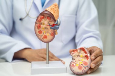 Kronik böbrek hastalığı, idrar sistemi, üroloji, tahmini küresel filtreleme oranı eGFR.