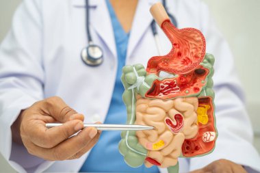 Midesi ve bağırsağı olan sindirim sistemi, Asyalı doktor hastanede teşhis ve tedavi için insan anatomisi modeli tutuyor..