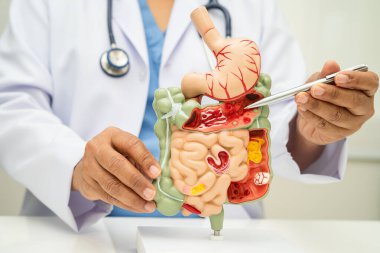 Midesi ve bağırsağı olan sindirim sistemi, Asyalı doktor hastanede teşhis ve tedavi için insan anatomisi modeli tutuyor..