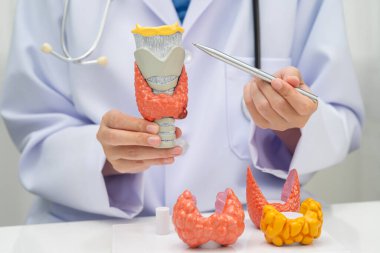 Hipertiroidizm, aşırı aktif tiroid, tiroid lenfoma, tiroid bezi olan Asyalı doktor, hastanede insan anatomisi modeli..