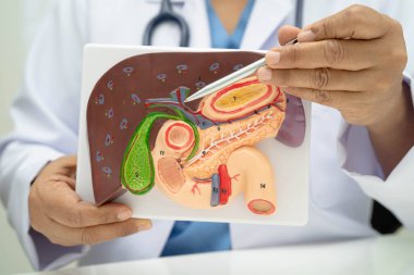 Safra kesesi, pankreas dalağı ve onikiparmak bağırsağı olan karaciğer, Asyalı doktor hastanede teşhis ve tedavi için insan anatomisi modeli tutuyor..