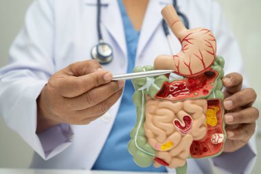 Midesi ve bağırsağı olan sindirim sistemi, Asyalı doktor hastanede teşhis ve tedavi için insan anatomisi modeli tutuyor..