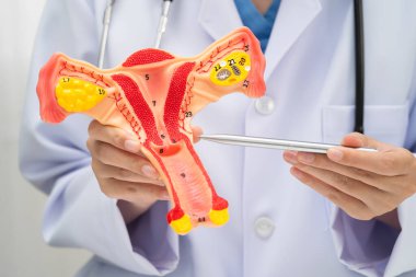 Rahim, hastanede teşhis ve tedavi için insan anatomisi modeli tutan doktor..