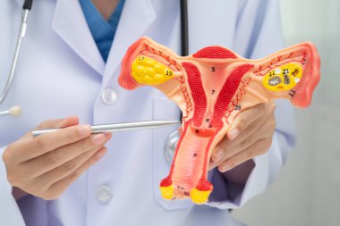 Rahim, hastanede teşhis ve tedavi için insan anatomisi modeli tutan doktor..