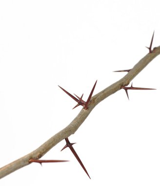 Keskin uzun ksifoid dikenli beyaz arka planda bir ağacın dalı.