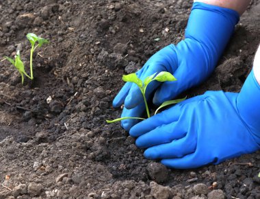 Tohum eken eldivenli ellerin resmi.