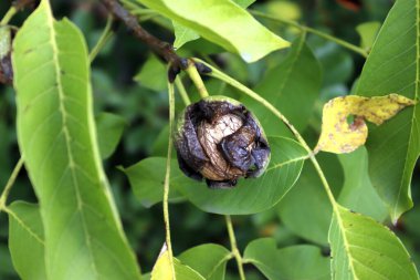 Ağacın yapraklarında olgun bir ceviz ağacı resmi..