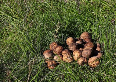 Yeşil çimlerin üzerinde birkaç olgun ceviz.