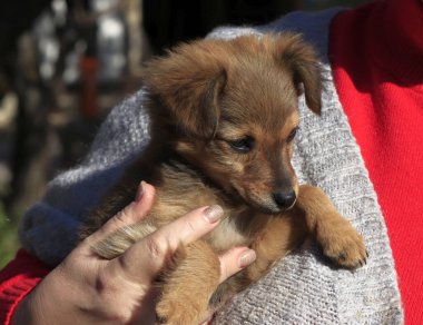 Bir kadının ellerinde kırma gri bir köpek yavrusu..