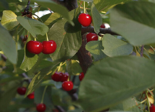 Image of red cherries on a background of green foliage.