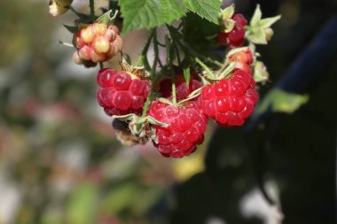 Close-up image of a raspberry on a bush. clipart