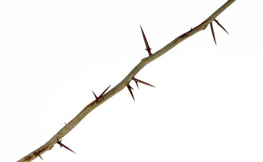 Keskin uzun ksifoid dikenli beyaz arka planda bir ağacın dalı..