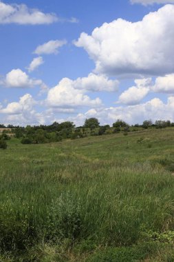 Yeşil bozkır çimleri, uzak orman, bulutlu mavi gökyüzü. Peyzaj.
