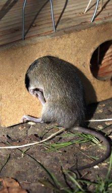 Gri bir fare fare kapana kısıldı..