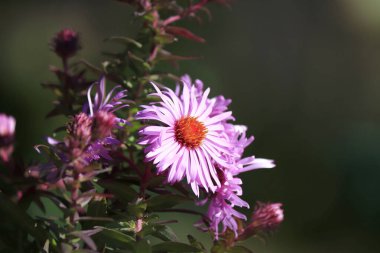 Çiçek tarhındaki Astra çiçeğinin sonbaharın sonlarındaki görüntüsü..
