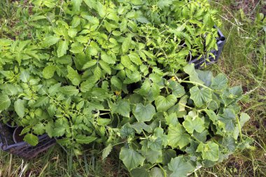 Domates ve salatalık tohumları çimenlerin üzerinde kutular içinde..