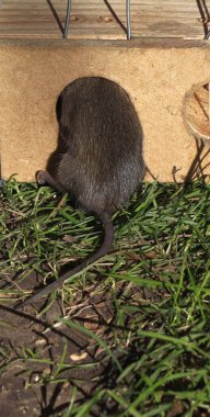 Fare kapanına yakalanmış bir fare görüntüsü..