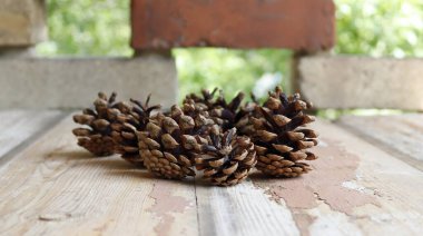 Kırım çam ağacının kaba ahşap yüzeyindeki kozalaklı kozalaklı görüntüsü..