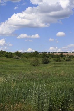 Yeşil bozkır çimleri, uzak orman, bulutlu mavi gökyüzü. Peyzaj.