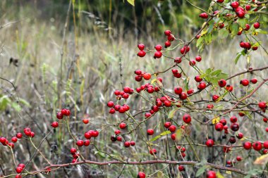 Çalının dallarında olgunlaşmış kırmızı bir gül resmi..