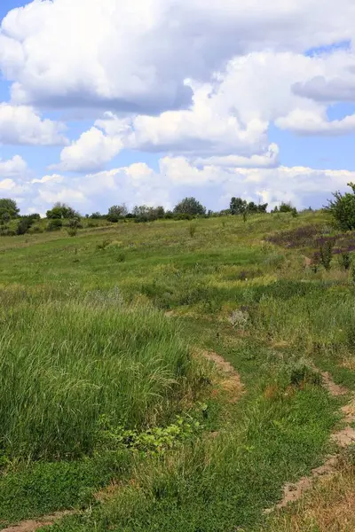 Yeşil bozkır çimleri, uzak orman, bulutlu mavi gökyüzü. Peyzaj.