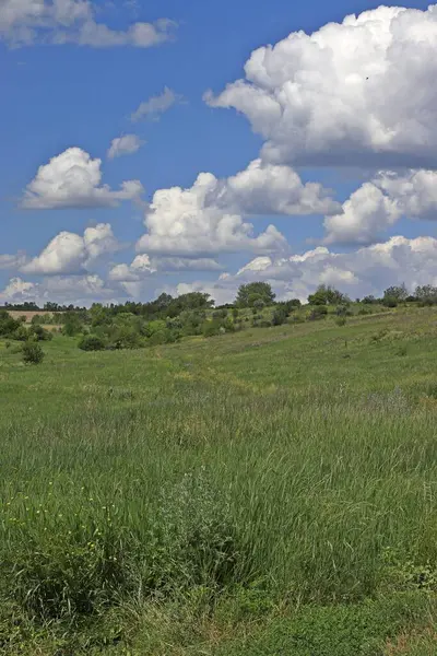 Yeşil bozkır çimleri, uzak orman, bulutlu mavi gökyüzü. Peyzaj.