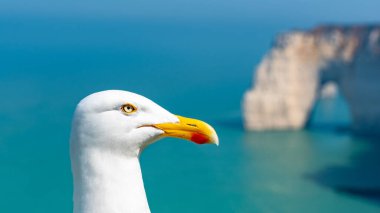 Etretat, Fransa 'da bir martının uçurumun önünde yakın plan çekimi.
