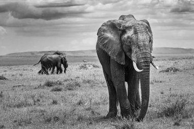 Serengeti Savannah, Tanzanya 'daki filler. Siyah ve beyaz