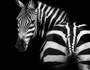 Zebra siyah arkaplanda kameraya bakıyor.