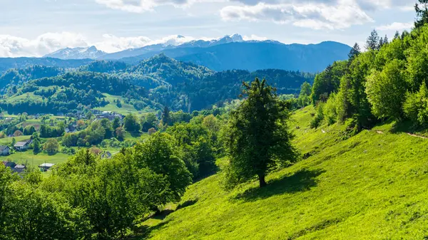 Dağlarda yaz manzarası, ortada ıssız bir çadır, arka planda Alpler