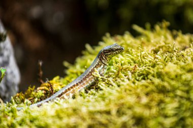Yeşil yosunlu kertenkele, kameraya doğru git.