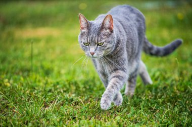Yeşil bir çayırda yürüyen gri bir kedinin portresi