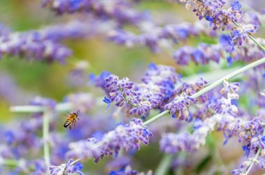 Arı lavanta tarlasına doğru uçuyor.