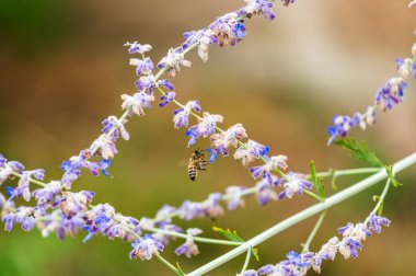 Bahçedeki levanta çiçeğinin nektarını toplayan arı.