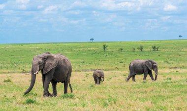Serengeti Ulusal Parkı savanasında dolaşan üç Afrika fili (loxodonta africana)