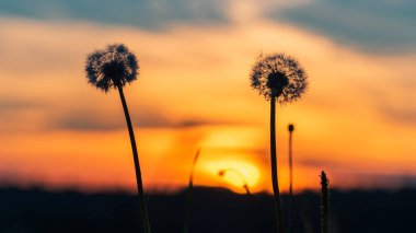 Gün batımından önce iki karahindiba, alçak açılı görüş.