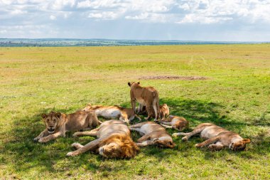 Serengeti, Tanzanya 'da bir ağacın gölgesinde dinlenen aslan sürüsü.